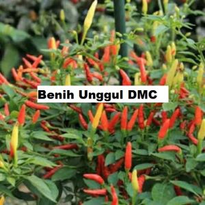 Bibit cabe sudah berbuah produk spesial