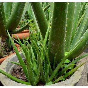 Cây Nha Đam Con Giống Mỹ Mua 10 tặng 1 (20_30Cm)