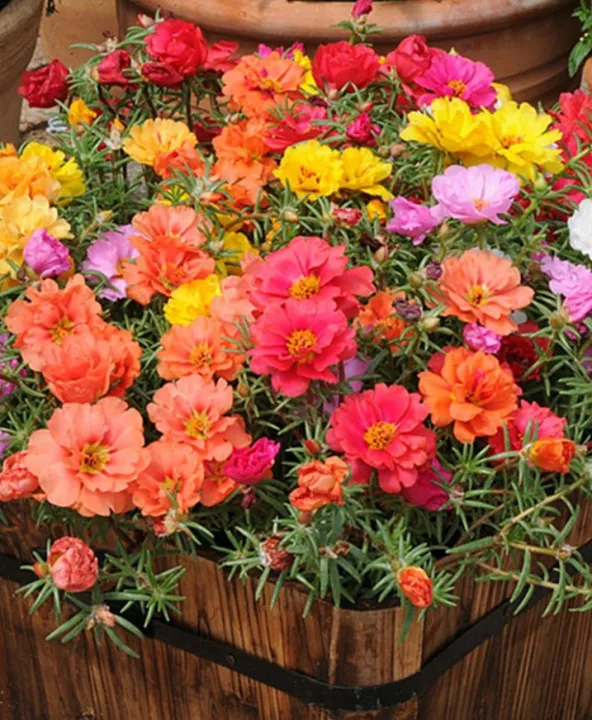 6000pcs Mixed Color Portulaca Double Pedal Japan Rose Seeds  6000粒九点花日本玫瑰种子 Lazada