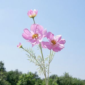 CINDYKHBKJ Luxury Artificial Cosmos Flower Branch Plastic Realistic Simulation Chrysanthemum DIY Vase Decor Handmade Fake Flower Home Hotel Table Decor