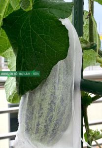 Túi bọc trái cây KT 15x50cm túi bao trái. bao bọc trái cay