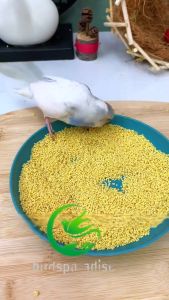Yellow Millet Bird Food Organic Millet Grain Hulled Lovebird Food Bulk Dried Millet Seed for Parrot
