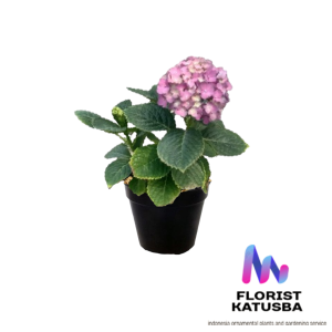 tanaman hias bunga hydrangea hortensia ungu panca warna