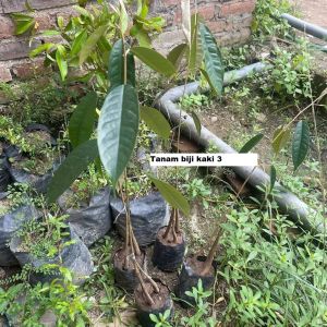 Bibit Durian Lay Super