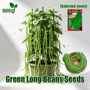 100% Original 30 Seeds Green Long Beans Sitaw Seeds 1 Meter Long String Beans Seeds for Planting Vegetable Plants Seeds High Yield Cowpea Seeds Vegetables Seeds for Gardening Legumes Seeds Veggies Plants Seeds Vegetable Seedlings Green Sitao Live Plants