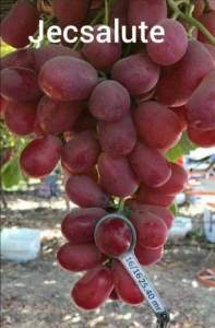 Bibit Anggur Import JACK SALUTE seedles Garansi Valid 100%