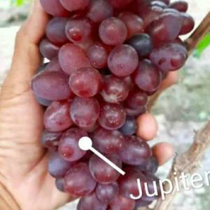 BIBIT ANGGUR IMPORT  JUPITER SEEDLES MUDAH PERAWATAN
