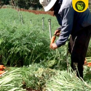 Binhi 100 seeds carrot vegetable plant for planting