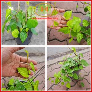 Cây trầu không giống bà điểm hóc môn may mắn trong sự nghiệp và học tập mang lại sự bình an êm ấm trong gia đình