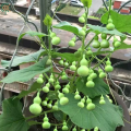 Hạt giống Bầu Hồ Lô MiNi - Gói 5 Hạt. 