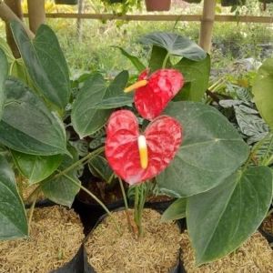Red Anthurium / 红火鹤花 / Bunga Anthurium Merah / लाल एंथुरियम (Singapore: Red Flamingo Anthurium) – Bright Flowers Indoor