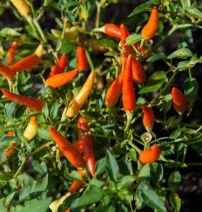 PAKET MURAH 3 Bibit Cabe Rawit Segar siap tanam