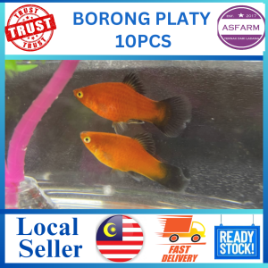 Platy