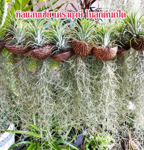 ทิลแลนด์เซียไอโอนันทา เปลี่ยนสีตามฤดู ลูกตีนเป็ด เคราฤาษี ต้นไม้ฟอกอากาศ ไม้รากอากาศ ไม่ต้องใช้ดินปลูก เหมาะสำหรับตกแต่งบ้าน