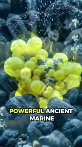 buy 1 take 1 Elixir of Hormuz - Ancient Botanical Body Oil (Original)