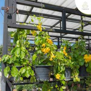 Treeno.9 T353 เหลืองชัชวาล กระถาง 8 นิ้ว (Cat’ Claw Creeper) ไม้ประดับเลื้อย ดอกโดดเด่น สีเหลืองสวย สูง 70-80 cm