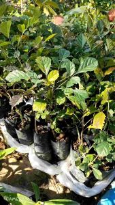 ต้นเเคนา Nadtida รากเเน่น ต้นไม้ตาย ระหว่างขนส่งเคลมฟรี - ราคาประหยัด 2,800 บาท