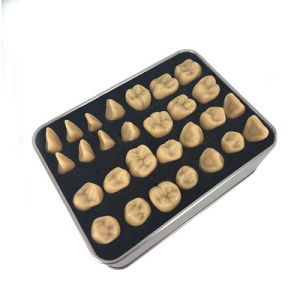 Dental Model 2 Times Standard Carving: A Comprehensive Guide