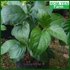 ต้นเนียม ต้นเนียมอ้ม ต้นเนียม เนียมอ้ม อ้มหอม ต้นอ้ม เนียมหอม