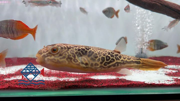 Mbu Puffer/Live Fish/Freshwater Puffer/Puffer/Mbuna Puffer