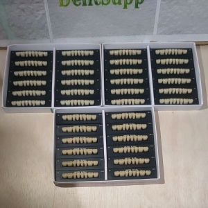 Gigi Synthetic Resin Posterior Lower Besar Kaili