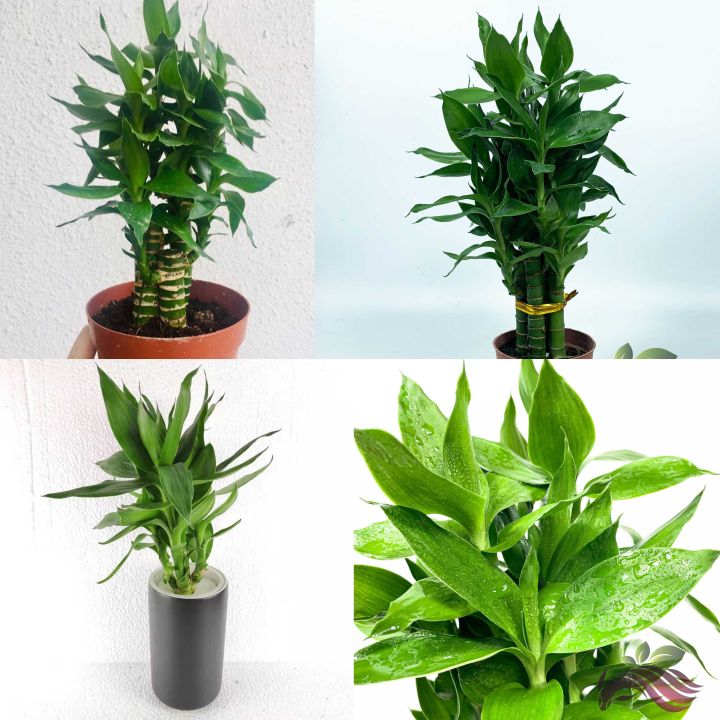 Lotus bamboo 3in1 Lotus Bamboo 5in1 (Indoor plant) | Lazada