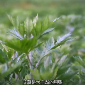 LZD  Thuốc Mỡ Ngải Cứu Hương Thơm Thuốc Mỡ Ngải Cứu Dầu Làm Mát Thuốc Mỡ Ngải Cứu Làm Mới Thuốc Mỡ Ngải Cứu Tinh Dầu Bạc Hà