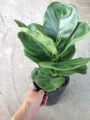 Cây Bàng Singapore - Cây cảnh sân vườn. 