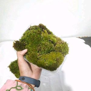 Sindo - Living Moss By Plantszone Live Plant HFFV6BUX93
