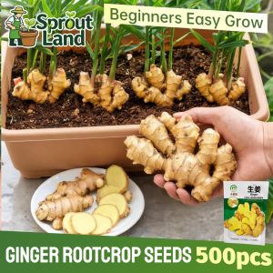 [Premium Seed] High Yield Luya Ginger Seeds for Planting Vegetable Plants (500 Seed) Organic Ginger Rootcrop Seeds Potted Luya Ginger Bulb Plant Seeds Luya Herbal oil Ginger Seedlings Vegetables Seeds for Pot Gardening Easy To Grow for Balcony Home Garden