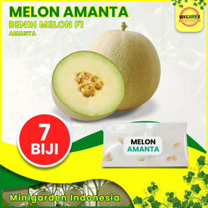 7 BIJI MELON HIJAU AMANTA Benih Melon hijau F1 bibit tanaman buah