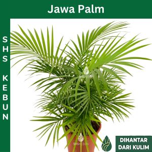 Pokok Palm Jawa Palm Bambo Pokok Hiasan Java Live Plant Indoor Plant SHS Kebun