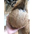 Quả dừa già khô cùi dày, nhiều nước, mỏng vỏ quả to ngon. 