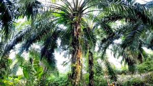 egrek Malaysia KLS Palmkingpro plus klem orange 2 baut dan klem taji
