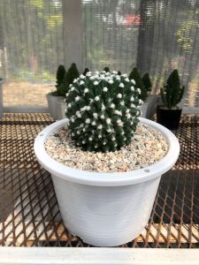 แคคตัสแมมมิลลาเรียอิรุซามุ หรือแมมปุยหิมะ (Mammillaria Bucareliensis cv. Erusamu) กว้าง 7-8 cm อายุ 2-3 ปี