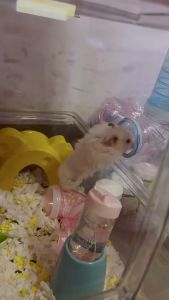 Transparent Small Pet Tunnel Set DIY Connectable Tubes for Hamsters Gnomes Bears Fun Activity Playground 5.5cm Calibre