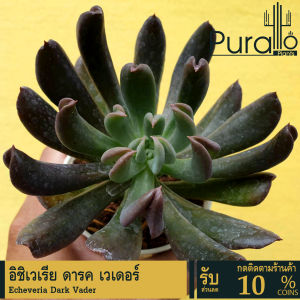 ต้นไม้อวบน้ำ กุหลาบหิน อิชิเวเรีย ดารค เวเดอร์ กระถางใหญ่ Echeveria Dark Vader #succulent #Echeveria #อิชิเวเรีย