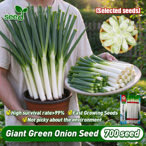 [Selected Seeds] 700pcs/pack Giant Green Onion Seed - High Yield Giant Onion Leeks Seeds for Planting Vegetables Big Green Onion Seeds Onion Leeks Plant Seeds Garden Balcony Bonsai Vegetable Seeds for Gardening Home Potted Onion Live Plant Veggie Seeds