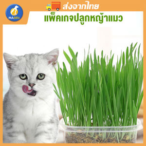Maddie ขนมแมว ชุดหญ้าแมว ชุดปลูกต้นอ่อนข้าวสาลี สำหรับ หมา แมว หนู กระต่าย นก และสัตว์กินหญ้าอื่นๆ หญ้าแมวแบบกล่อง ครบชุดพร้อ QHMPS00861