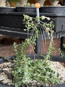 เก๋งจีน เก๋งมังกร Ceropegia Bosseri Simoneae ดอกสวยงามมังกรเขียว กระถาง 3 นิ้ว ส่งแบบเคาะดิน แถมกระถางดินปลูกหินโรยหน้า พร้อมปลูกสวย