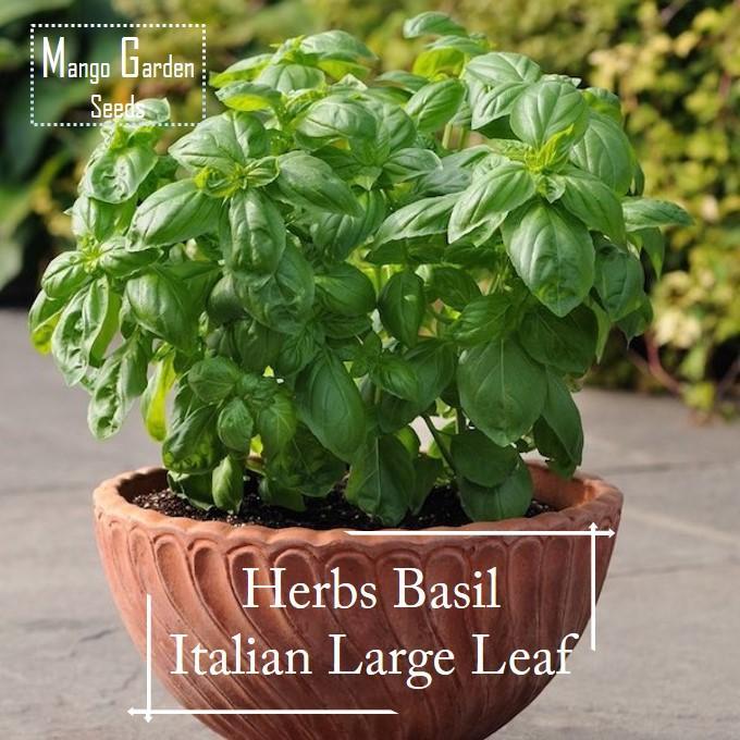 BUY 1 GET 1 FREE Not a plant Easy to Plant Imported Italian