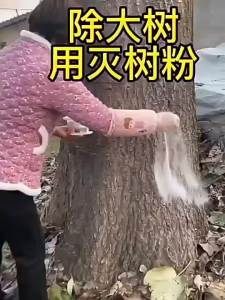 Root-TargetedPermanent RemovalProfessional-Grade 8% Hexazone Granules: Safe & Efficient Solution for Stubborn Tree/Bamboo Root Eradication