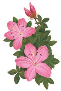 Hình Ủi Nhiệt áo Decal Nhiệt KTS - Hoa đẹp in áo may mắn cả năm - hoa in ủi nhiệt 2025