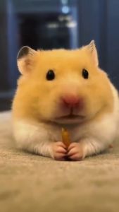 Hamster Dried Mealworm Treats High Protein Snack