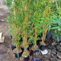 Bibit Pohon Bambu Kuning Mini Murah. 
