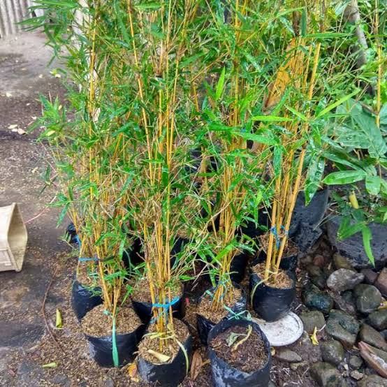 Bibit%20Pohon%20Bambu%20Kuning%20Mini%20Murah%20-%20Image%202