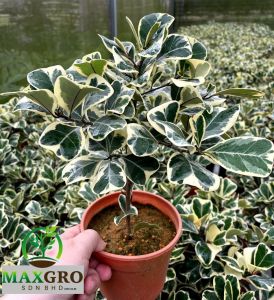 Ficus Triangularis Variegate | 花叶三角 | 心叶榕锦 | Indoor Plants | Outdoor Plants | Real Plants | Real Stock | Easy Maintenanc