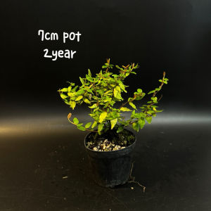 Japanese Golden  Asiatic jasmine 日本黄金缩缅葛 山野草(盆景/bonsai plant/live plant/outdoor plant/indoor plant）