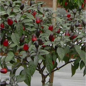 5 BUTIR BIJI BENIH TANAMAN CABE UNGARA (Bisa konsumsi)