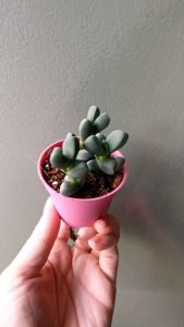 🌿 Astrid ia velutina(L. Bolus) Dinter鹿角海棠